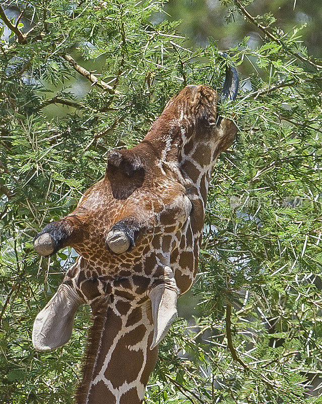 网状长颈鹿(Giraffa camelopardalis reticulata)，也被称为索马里长颈鹿。肯尼亚桑布鲁国家保护区。喂食。